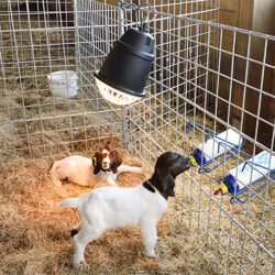 Sullivan Supply Prima Heat Lamp WRS