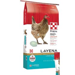 OYSTER STRONG LAYENA CRUMBLE