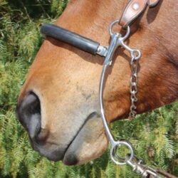 BRITTANY POZZI - HACKAMORE - 8" CHEEK