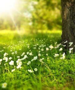 Insect & Weed Control
