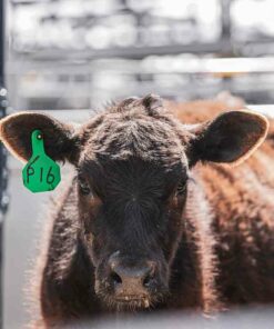 Livestock Identification