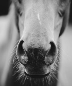 Horse Feed & Supplements