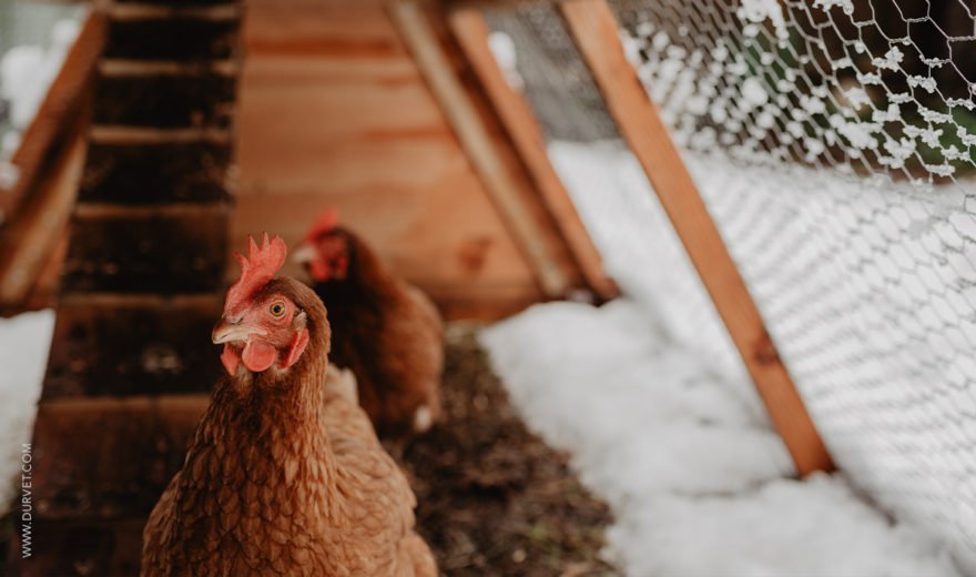 two red hens in chicken coop with snow surrounding