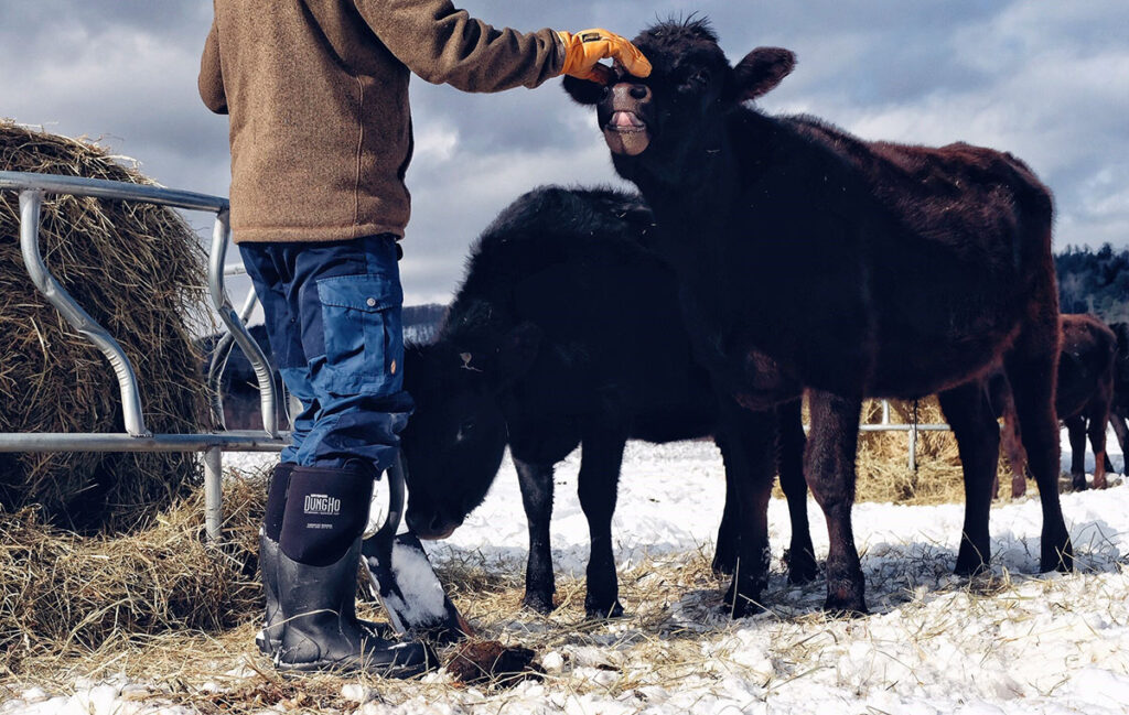 Ranchers wearing Dryshod boots in the pasture with black angus cattle.