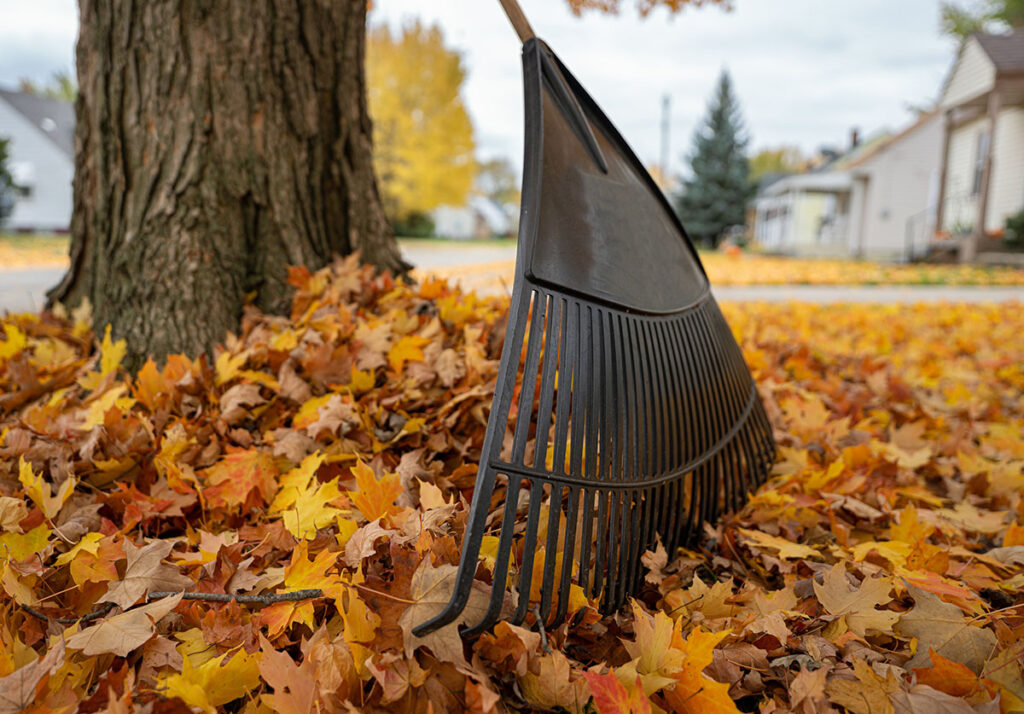 Fall lawn maintenance. leaf rake is ready to gather colorful fall leaves