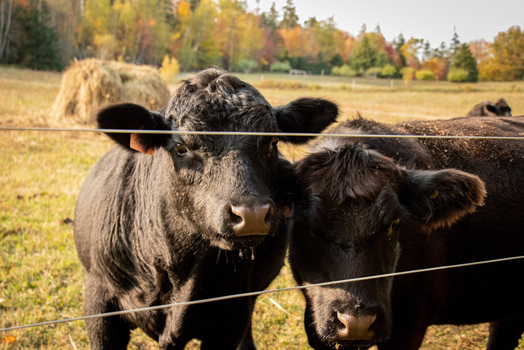 Cattle Preconditioning. Two Black Angus Cattle Standing Behind A Wire Fence In the Fall