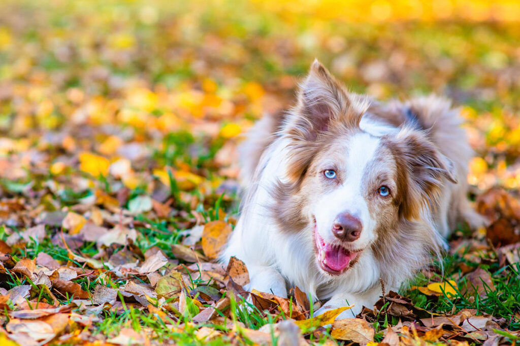 Border collie dog lying at autumn park looks at camera.