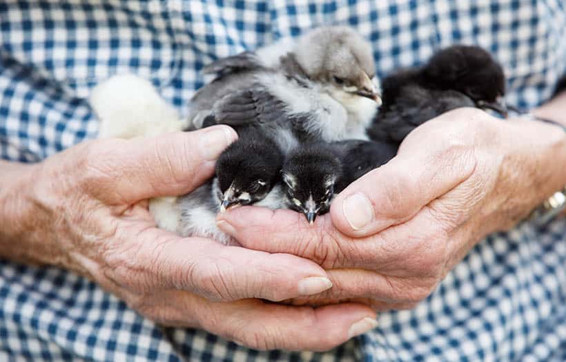 raising baby chicks. man holding several young chickens in his hands.