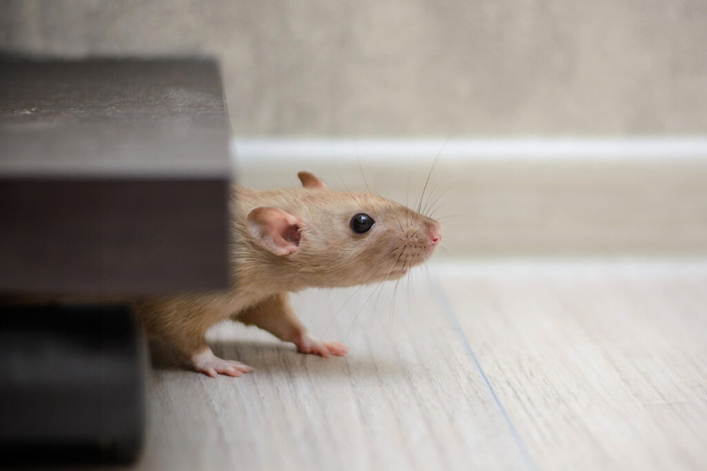 small mouse lurking around a home. Fall pest control