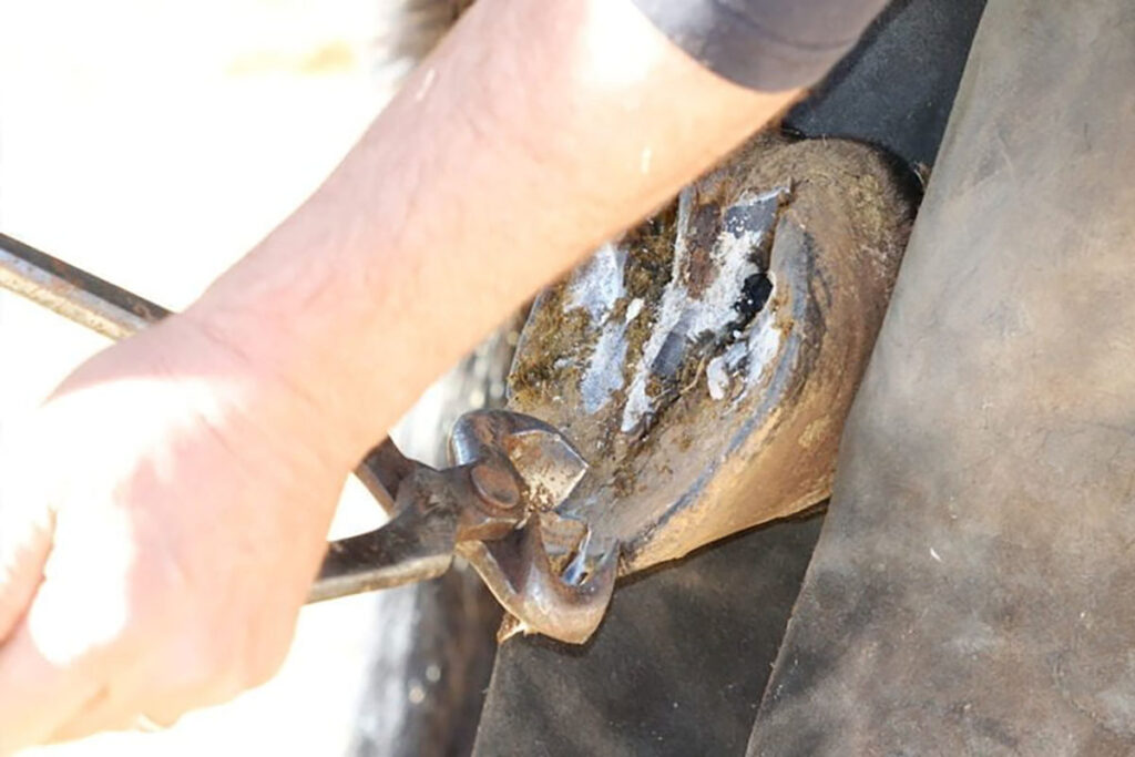 farrier using a tool on a horse hoof. Horse Hoof Health