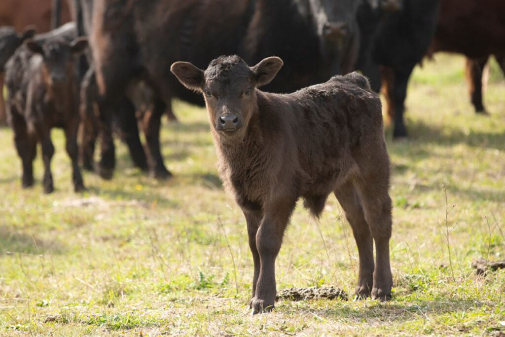 Black Angus calf standing in front of a herd in a green pasture.