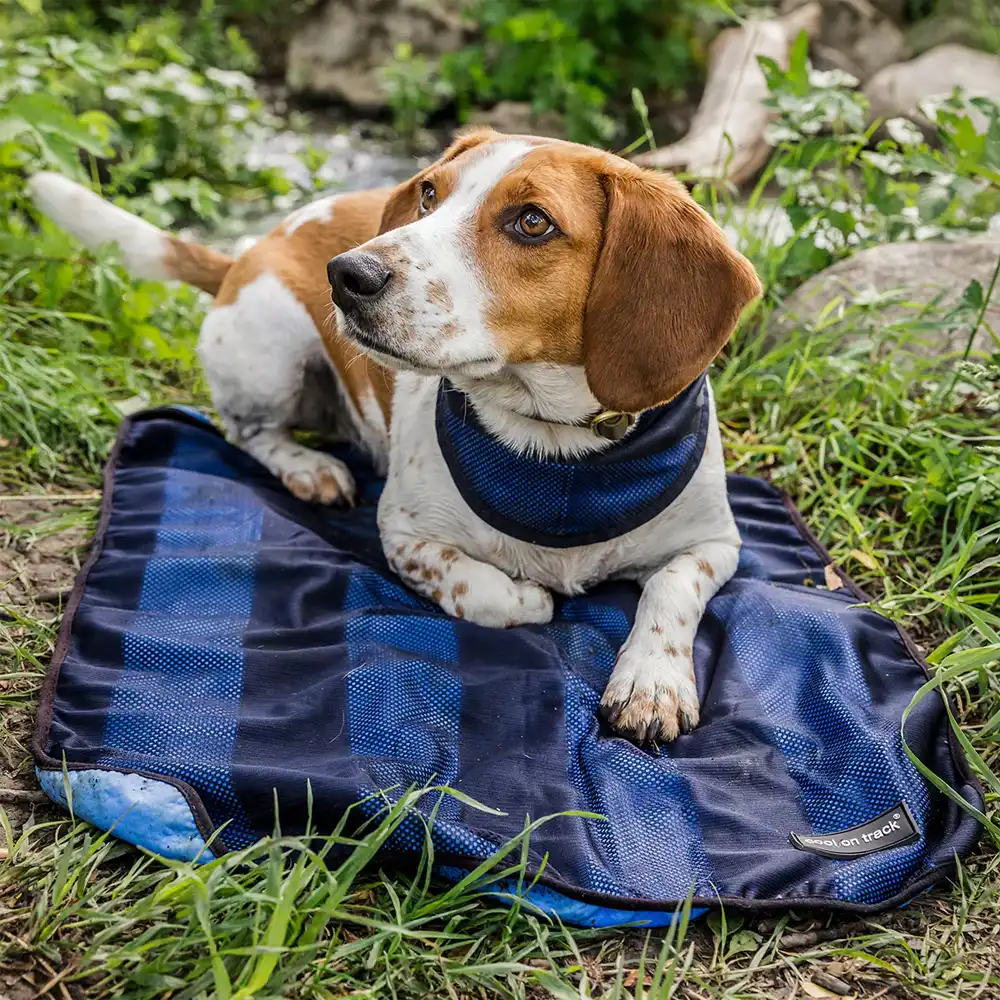 back on track cooling blanket