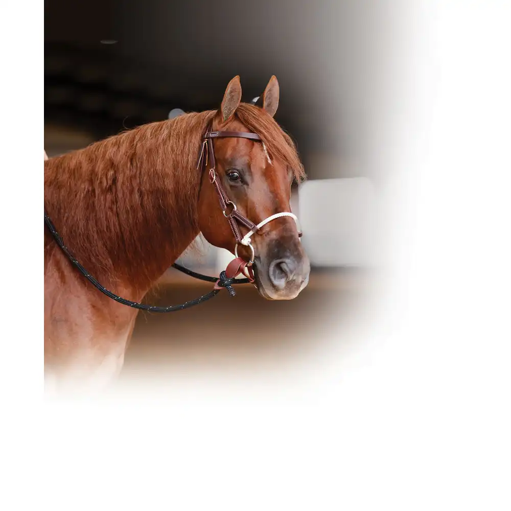 Ranch Combination Bridle