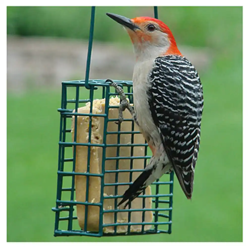 suet cage feeder